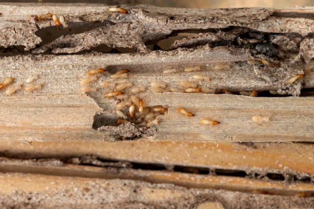 Best Emergency Pest Control  in Eden Isle, LA